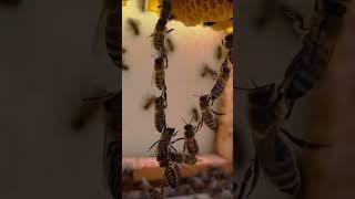 How bees make honeycomb 🐝 #ytshorts #bee #honeycomb #shorts #ytshort