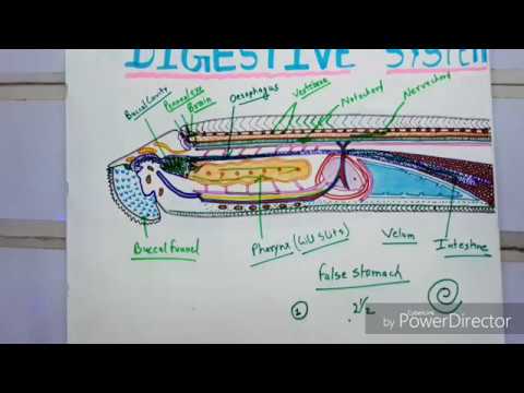 Digestive System Of //# Petromyzon