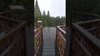 嘉義阿里山天空步道