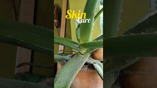 DIY skincare alert! Aloe vera ice cubes for a refreshing skin #thecookgirl #AloeVera #SkincareLovers