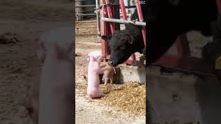 Animal World - Cute Pig Video Compilation 7 #shorts #animallover #animalshorts #cuteanimals #pig
