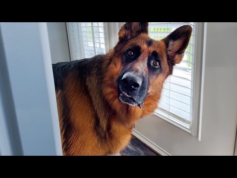 Laugh Till You Cry With These Funny Animal Videos! 🤣