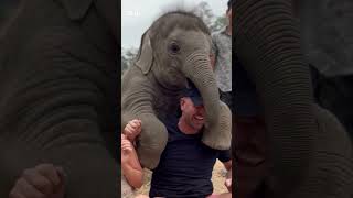Baby elephant tries to get a 'piggyback'
