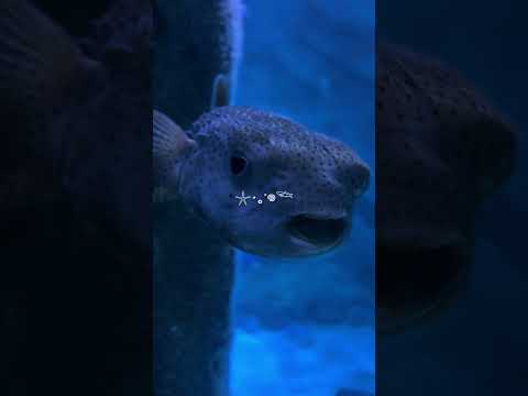 Jellyfish #cuteanimals #jellyfish #sharks