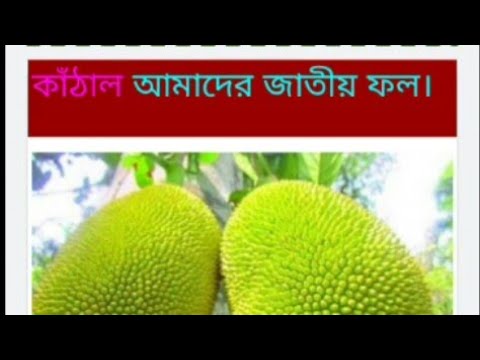আমাদের দেশ, প্রথম শ্রেণি - মাসউদা খাতুন