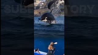 Epic Battle! Orcas vs Dolphins in the Open Sea #animals #orca #dolphin