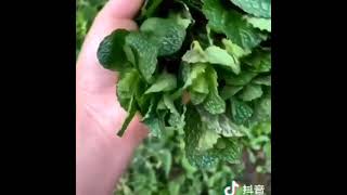 IDEA香茅驅蚊凝膠    商品編號: 1200041     更多商品請搜尋    Googie     東森團媽購                 甜蜜價:35元