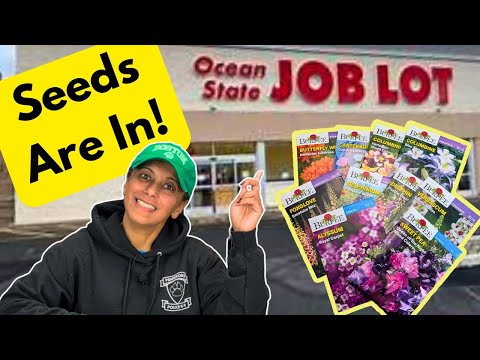 Where To Buy Cheap Seeds | Ocean State Job Lot | Budget Gardening