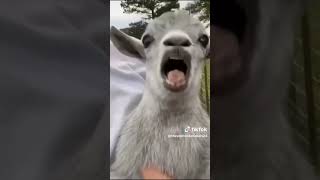 FUNNY ANIMALS #FUNNY #FUNNIESTVIDEO #FUNNYMOMENT #FUNNYPOST #SHORTS #VIRAL #VIRALVIDEO 😆 🤣 😂