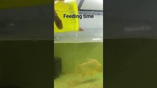 Live feed to Pacu Piranha #fish #feedingtime