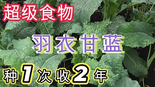 How to grow kale like mine 🐛NO PESTS /NOT BOLTING #kale #howto  #grow