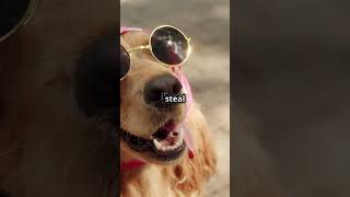 Hilarious Dogs Compilation 2024!
