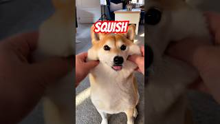 Linga guli guli - Squish the bread shibe #cutenessoverload