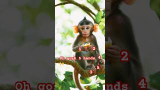 Five hands monkey #animals #documentary #nature #birds #monkey #funny #comedy #cute #monkeysounds