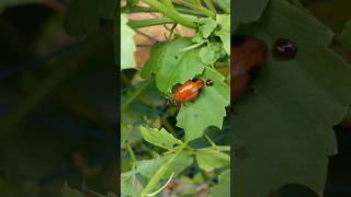A vibrant orange beetle enjoying afresh green leaf nature’s tiny marvel at work✨ #buglife  #wildlife