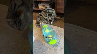 Cats That Act Like Dogs | The Pack