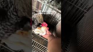 Serama basic breeding 😁❤️ #serama  #seramachicken  #bantam