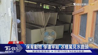 揭發全台最大越南狗肉集團!冷凍櫃塞滿800公斤肉品 年賺2000萬｜TVBS新聞 @TVBSNEWS01