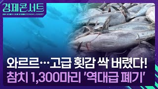 “최고급 횟감 모조리 버린다”…참다랑어 1,300마리 전량 폐기 왜? [경제콘서트] / KBS  2025.07.09.