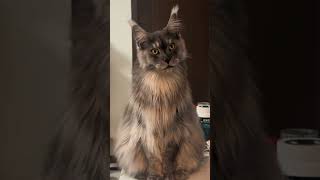 #萌宠出道计划 #谁能拒绝傻憨憨的小猫咪 #猫咪的迷惑行为 #小咪会赶走你一天的疲惫 #没有一口猫粮是白吃的