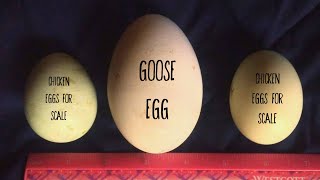 Goose Egg soap?!?! - Farm Fresh Series - Goat Milk Soap - Cold Process Soap - Wood Grain Soap Design