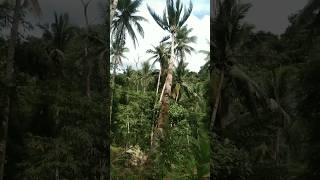 cutting down the coconut tree ✨|#shorts #stihl070