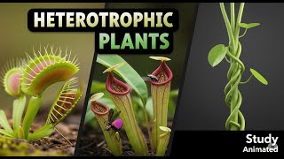 Types of Heterotrophic Nutrition | Parasitic, Saprophytic, Insectivorous & Symbiotic Explained
