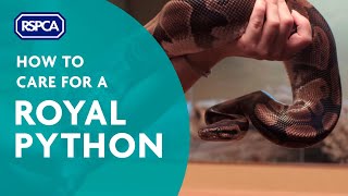 How to care for a royal python