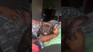 SPOILED #bully #bullydog #dog #dogs #fun #big #cute #bullybreed #frenchie #frenchbulldog #frenchies