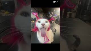I love cats #awwcute