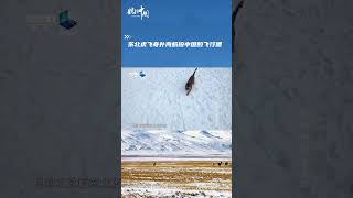 东北虎飞身扑向航拍中国飞行器 #shorts #航拍中国