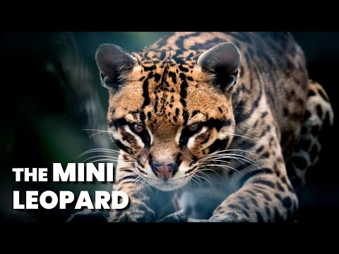 Ocelot: The Mini Leopard (Interesting Facts About Ocelot)