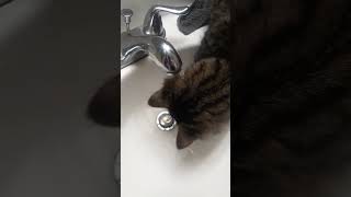 Not your average cat 😂 #sillycats #funnykittens