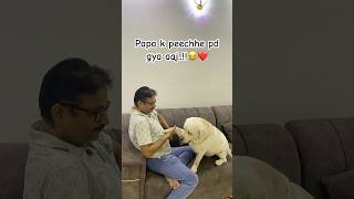 Papa k peechhe pd gya aaj..!! 😂❤️ #viralvideo #papa #viralshorts #viraldog #labrador #comedy #pets