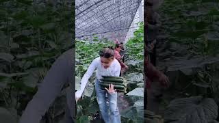 #naturalrurallife #farmingtraditions #agriculturalsystem #naturalife #farmingmethod #harvesting