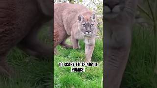10 SCARY FACTS about PUMAS! #puma #scaryfacts #animals #wildlife #facts #ysfacts