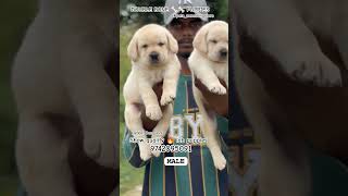 show quality 🔥 lab puppies for sale in Bangalore #quality #pets #dog #puppy #cute #doglife #love