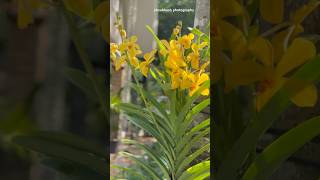 YELLOW ORCHID VANDA FLOWERING TRANSITION #vandaorchid #orchid #nature #flowers
