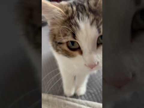 【甘えタイムの猫】ミレイさんの声小さ過ぎるから聴こえたらラッキー✌️(sweet cat voice)#cat #子ネコ #猫のいる暮らし #ねこ #ねこのいる生活 #ねこ動画 #猫動画 #猫