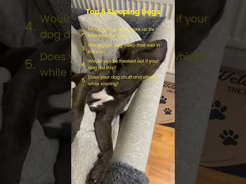 These Dogs Sleep In The Most Amazingly Strange Positions