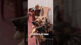 Cozy Pet Boarding with Spacious Play Areas & Top-Notch Care! I Elite Pet Care India 🐾