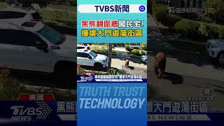 加州野火後遺症! 黑熊.美洲獅「侵門踏戶」 專家:來找食物｜TVBS新聞 @TVBSNEWS01