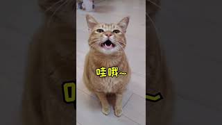 "Pet Charm: Heartwarming Moments with Cats, Dogs, and Rabbits!"#shorts