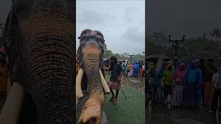 sree nelakandan Elephant Kerala