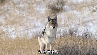 农场郊狼泛滥怎么办，看国外猎人是如何秀操作的 农场郊狼泛滥，猎人蹲点进行清理#国外合法狩猎 #郊狼 #野生动物零距离