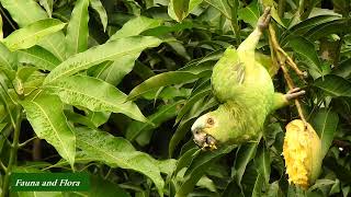 TURQUOISE-FRONTED PARROT eating mango (AMAZONA AESTIVA), PAPAGAIO-VERDADEIRO, Wildlife shows.