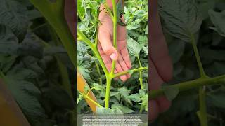 When & How to Prune Tomato Suckers for Bigger Harvests #smartfarming #gardeningtips #farmingtips