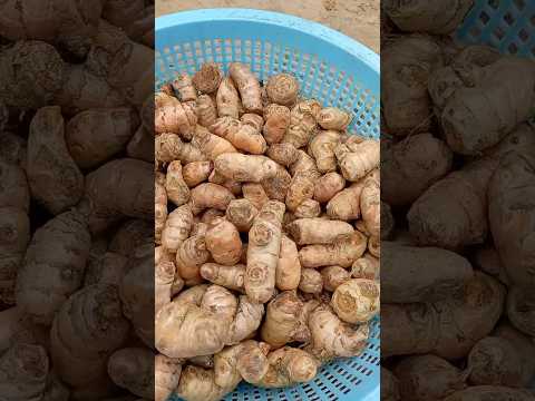 Turmeric (हल्दी) लगाने का तरीका #gardening #ginger plant