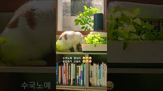 신안에 염전노예가 있었다면 울산엔 현대판 수국노예가 있습니다. 향숙이는 소처럼 먹고 소처럼 일하는 중#향숙이 #과거는잊어라