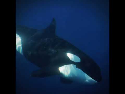 Killer whales 💙 | #killerwhales #whale #orcas #Animals #edit